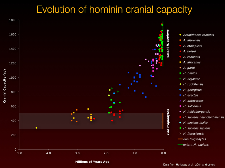 evolution of human cranial capacity