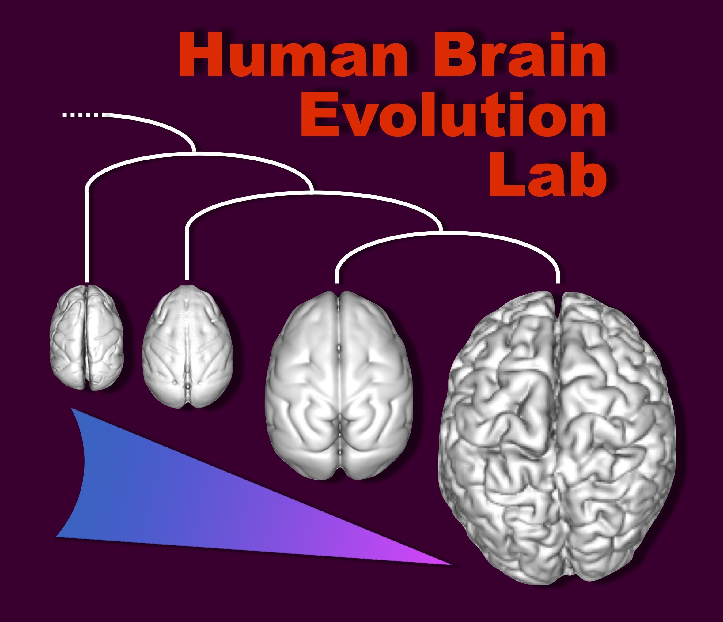 Human Brain Evolution Lab logo, showing brains of capuchin, macaque, chimp and human on evolutionary phylogenetic tree